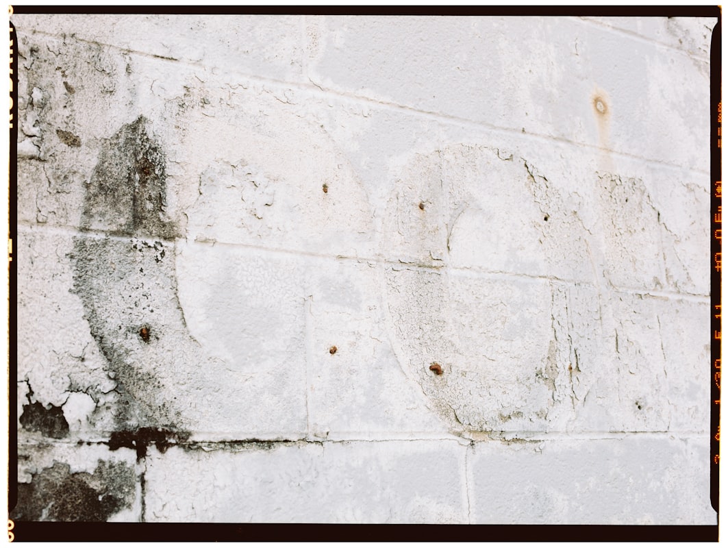 Mold Remediation service in Palm Harbor, FL